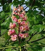 KASZTANOWIEC CZERWONY Aesculus ozdobne drzewo