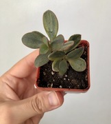Crassula ovata grubosz Hummel’s Ghost