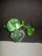 Philodendron filodendron White Knight 