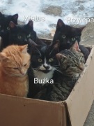 Oddam odchowane 12-sto miesięczne kotki