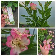 Alstromeria ogrodowa Summer Break 3L 
