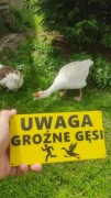 Tabliczka UWAGA GROŹNE GĘSI