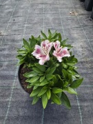 Alstromeria pojemnikowa - White Pink Blush 3L