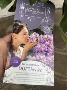 Rododendron Dufthecke Lila pachnące kwiaty Inkarho