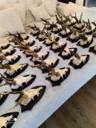 Sprzedam poroża z czaszką jelenia 