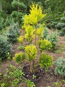 Tuja forever gold Bonsai