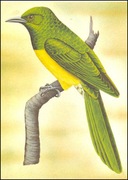 Wyspy Św Tomasza i Książęce - Ptaki, (zestaw 575)