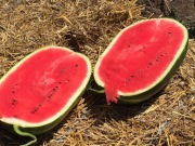 Nasiona arbuza Sentinel F1 