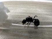 Królowa Messor barbarus 