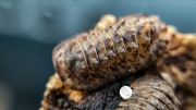 Promocja!! Isopody, prosionki Armadillidae Crocodillo 