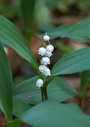 Konwalia majowa kłącze 50 sztuk