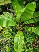 Bananowiec Enseta ventricosum large seeds 