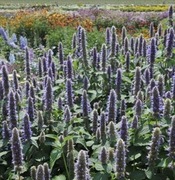 Mięta meksykańska 50 g