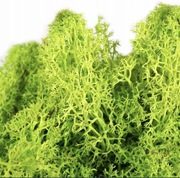 Mech reniferowy, chrobotek 200g