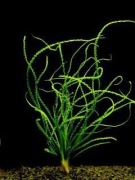 Crinuim Krynia rzemieniolistna XXL 30-40 cm