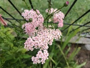 Krwawnik różowy duża sadzonka