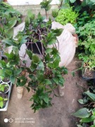 Trzykrotka zielona nr 12 dł 40 cm