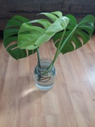 Monsteta sadzonka