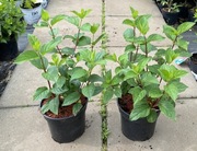 Hortensja bukietowa 'Silver Dollar'