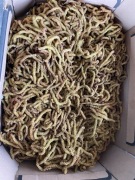 leszczyna kwiaty męskie suszone 50g