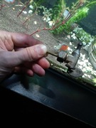 Kranik bak Nsu Dkw Bmw Sachara Zundapp Bsa Ajs Sokol