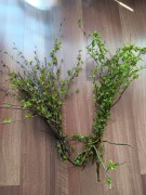 Świeże gałązki dla papug i innych ptaków brzoza/wierzba