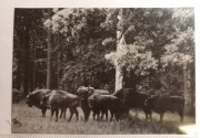 Żubry Białowieski Park 1963r fot.Sumiński rzadsza