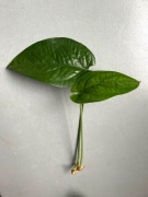 Amydrium medium green (Monstera Spiderman) sadzonka szczytowa 