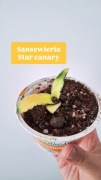 Sansewieria sanseviria star canary roślina wężownica nadwyżka