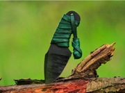 Neck "LIAM" Nóż Ręcznie Robiony "Wspaniały Świat Necka"