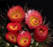 Ogromny kaktus Notocactus roseoluteus, 20-letni. Przepiękne kwiaty !!!