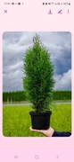 Thuja ( Tuja ) Szmaragd 60-80 cm Tuje