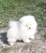 Szpic miniaturowy pomeranian
