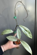 Hoya Publicalyx Pink Silver Ghost