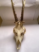 Trofeum myśliwskie, Parostki, poroże sarny rogacza, kozła, koziołka