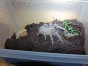 Ptasznik zebrowaty (Aphonopelma seemanni), NS,ok 3,5DC+terrarium 15x10x11cm