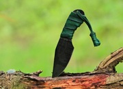 Neck "RORY" Nóż Ręcznie Robiony "Wspaniały Świat Necka"