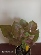 Zroślicha 'Red Heart'