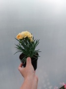 Goździk, bylina - żółty, niski, pachnący 