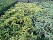 Jałowiec płożący