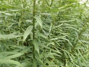 Wierzba energetyczna sadzonki 1000szt 