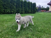 Siberian Husky rodowód ZKwP FCI piesek suczka 