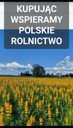 Ostatnie kilogramy Łubin żółty szerokolistny mister na poplon 10kg