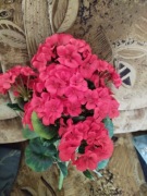 Piękne nowe sztuczne pelargonie w kolorze czerwonym 