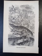 Piękna oryginalna litografia XIX - XX w. - Krokodyl nilowy