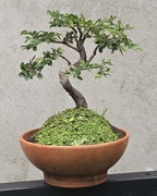 Bonsai PIĘKNE brzostownica japońska Zelkova Serrata