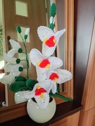 Storczyk szydelkowy w doniczce 