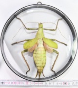 Gablotka HeDt4 dwustr ze straszykiem Heteropteryx