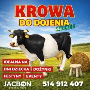 Krowa do dojenia na imprezy ,sztuczna, wynajem