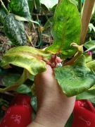 philodendron marmelade orange-cięty szczyt